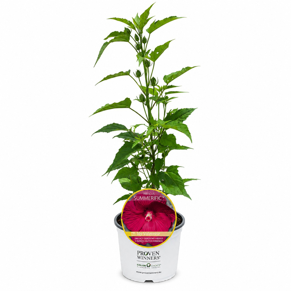 Hibiscus de gradina (Hibiscus Summerific My Valentine), H 100 cm
