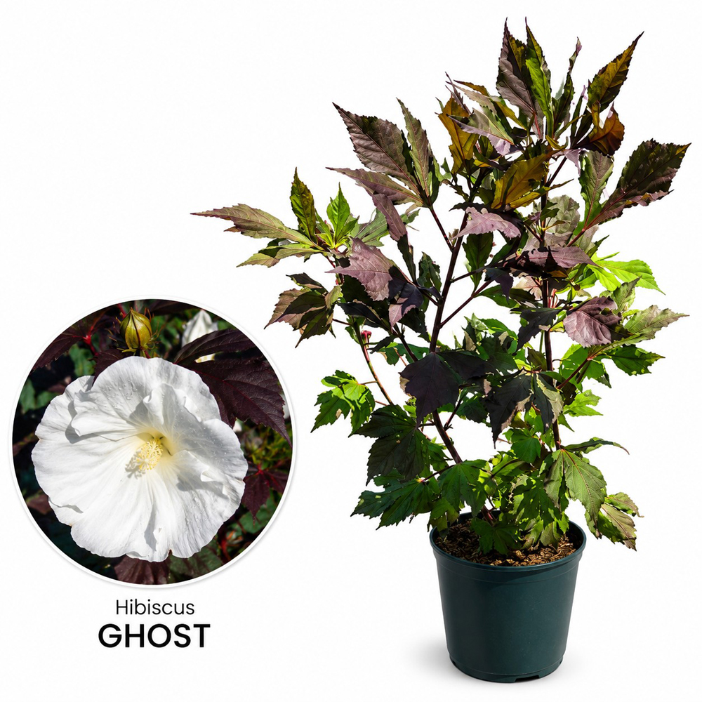 Hibiscus de gradina (Hibiscus Carousel Ghost), H 80 cm