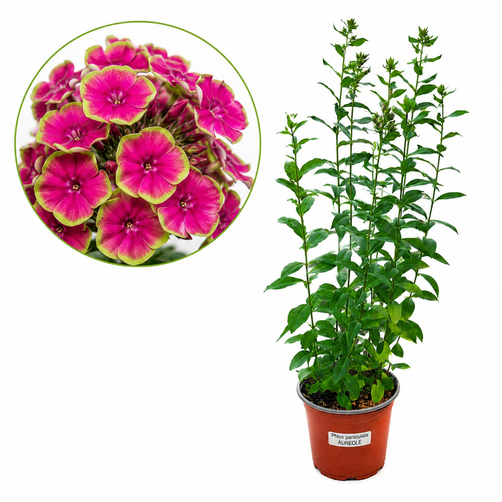 Brumarele (Phlox Paniculata Aureole), H 55 cm