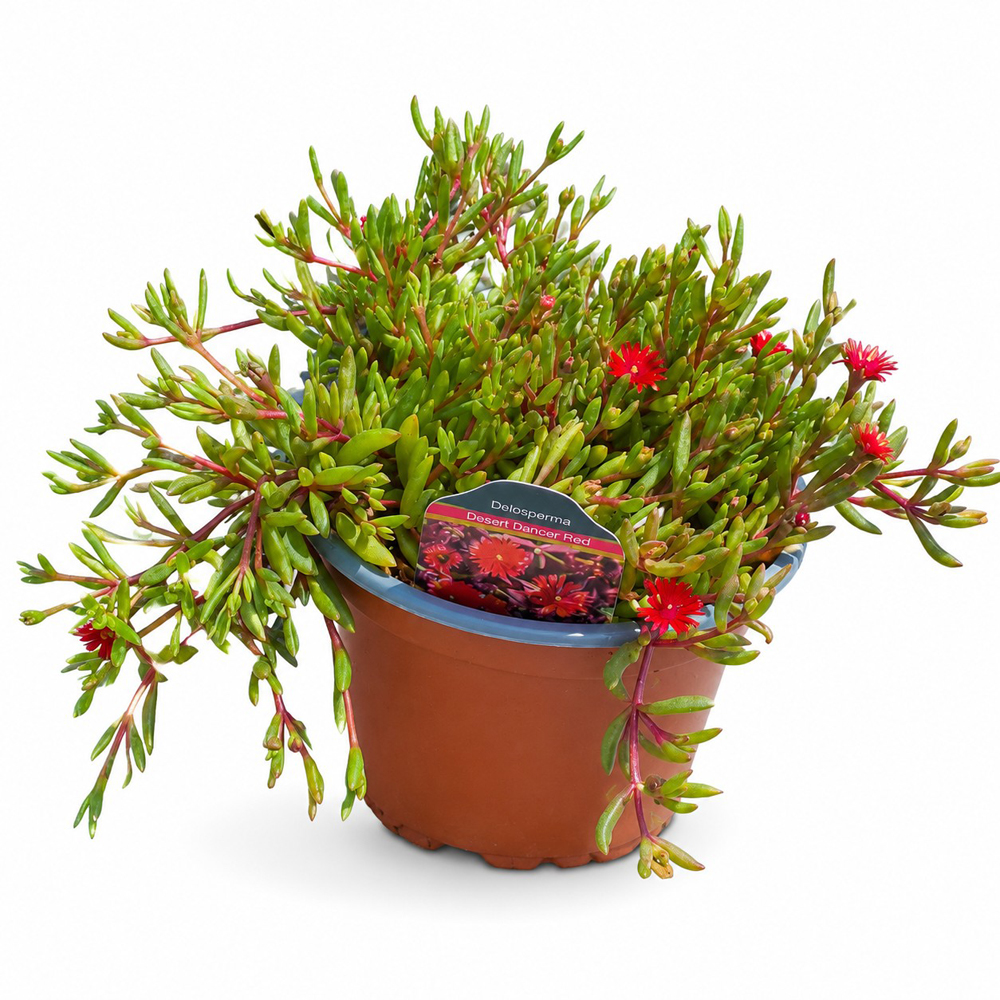 Floarea de gheata (Delosperma Desert Dancer Rosie), H 25 cm