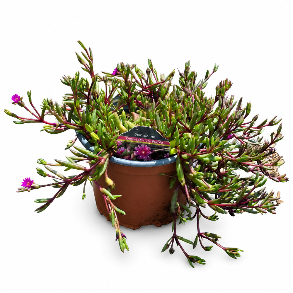 Floarea de gheata (Delosperma Desert Dancer Purple), H 25 cm