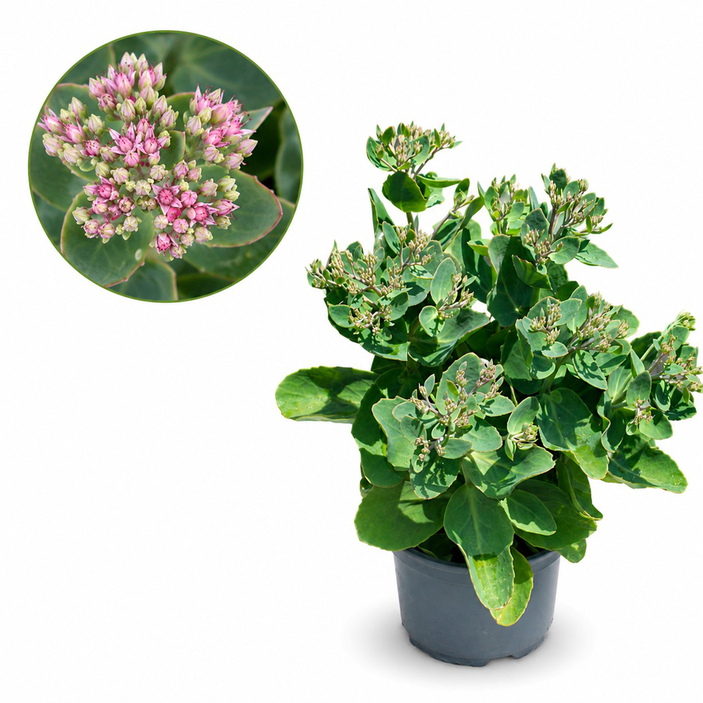 Iarba grasa (Sedum Seduction Pink Passion), H 35 cm