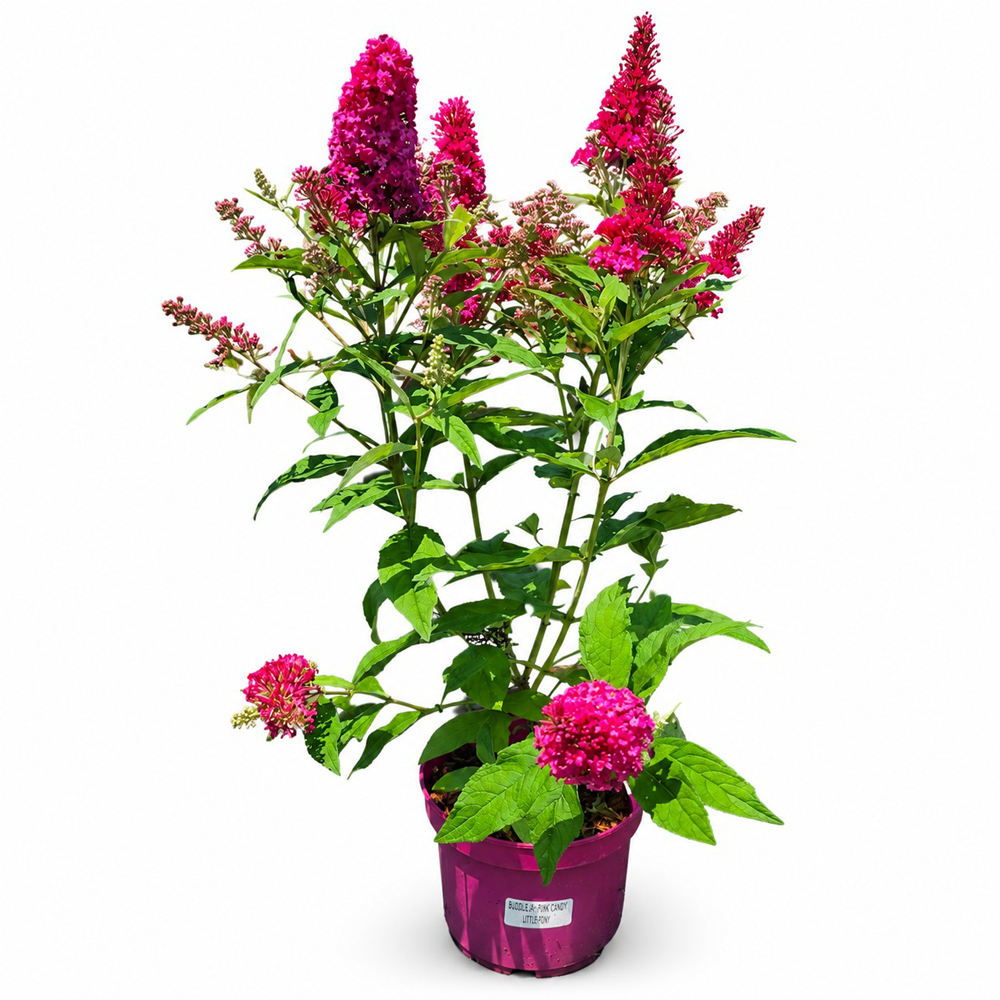 Liliac de vara (Buddleja Butterfly Candy Ruby), H 45 cm