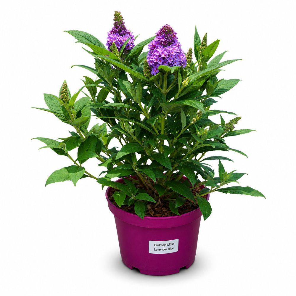 Liliac de vara (Buddleja Little Rockstars Lavender Blue), H 35 cm
