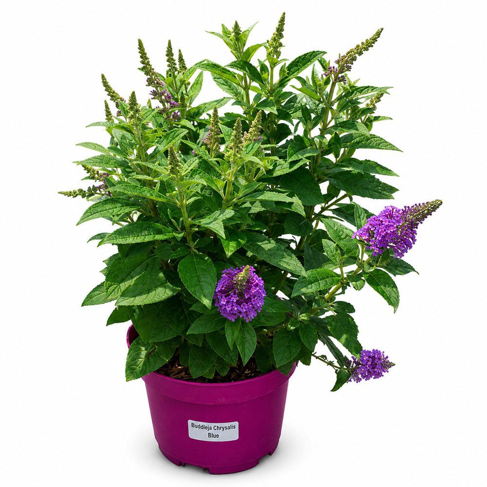 Liliac de vara (Buddleja Chrysalis Blue), H 40 cm