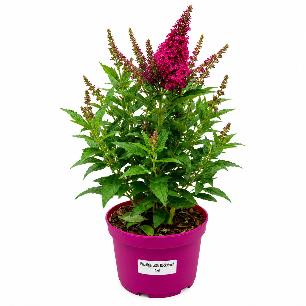 Liliac de vara (Buddleja Little Rockstars Red), H 35 cm