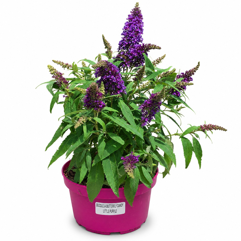 Liliac de vara (Buddleja Butterfly Candy Little Purple), H 45 cm