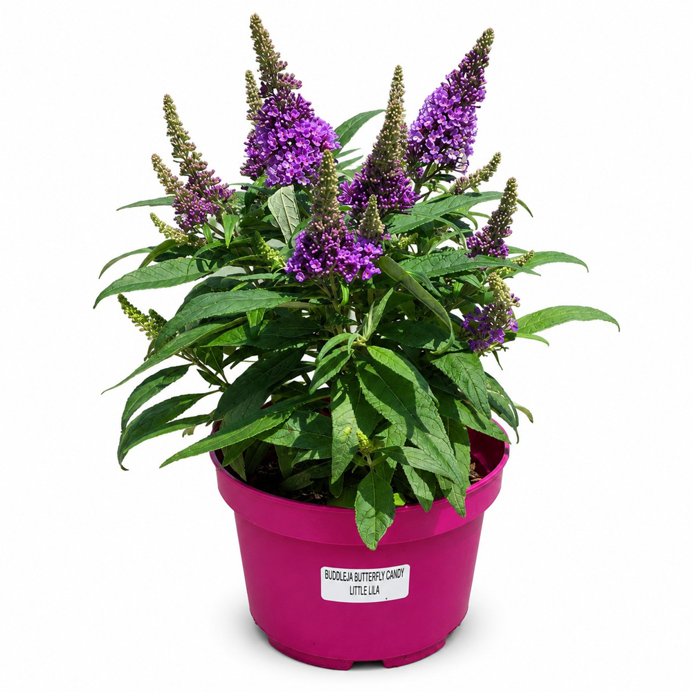 Liliac de vara (Buddleja Butterfly Candy Little Lila), H 45 cm