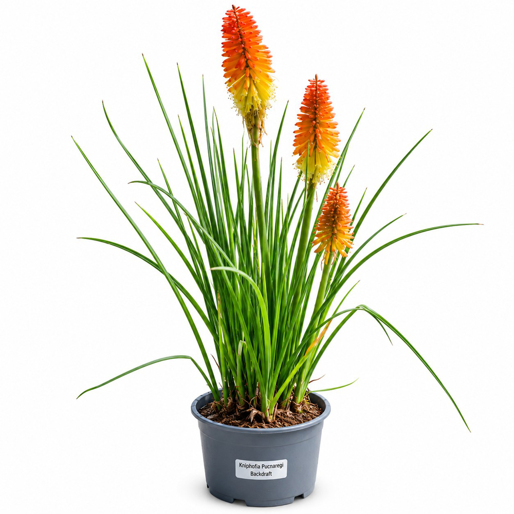 Torta aprinsa (Kniphofia Pyromania Backdraft), H 45 cm