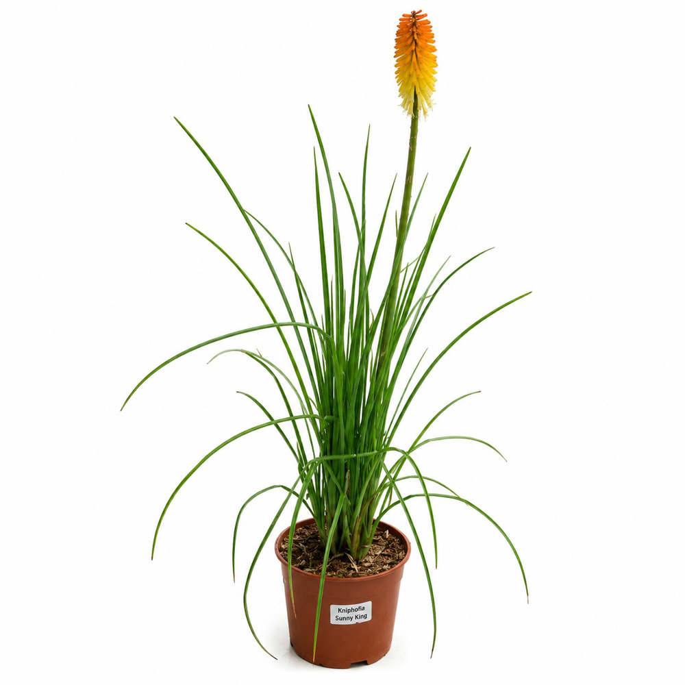 Torta aprinsa (Kniphofia Tawny King), H 55 cm