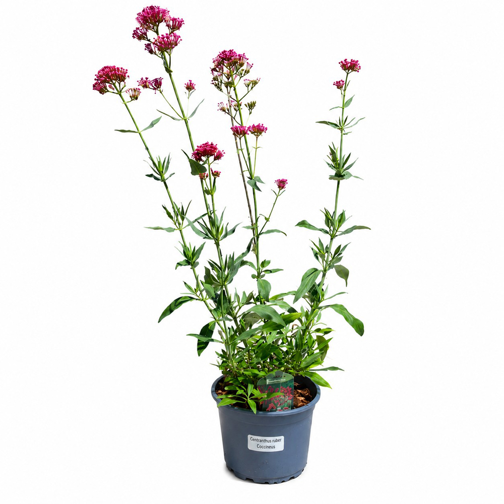 Valeriana rosie (Centranthus Ruber Coccineus), H 50 cm
