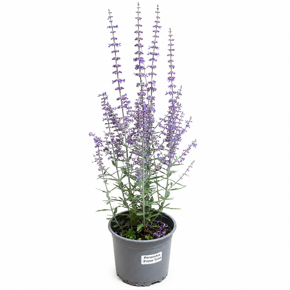 Salvie ruseasca (Perovskia Prime Time), H 45 cm