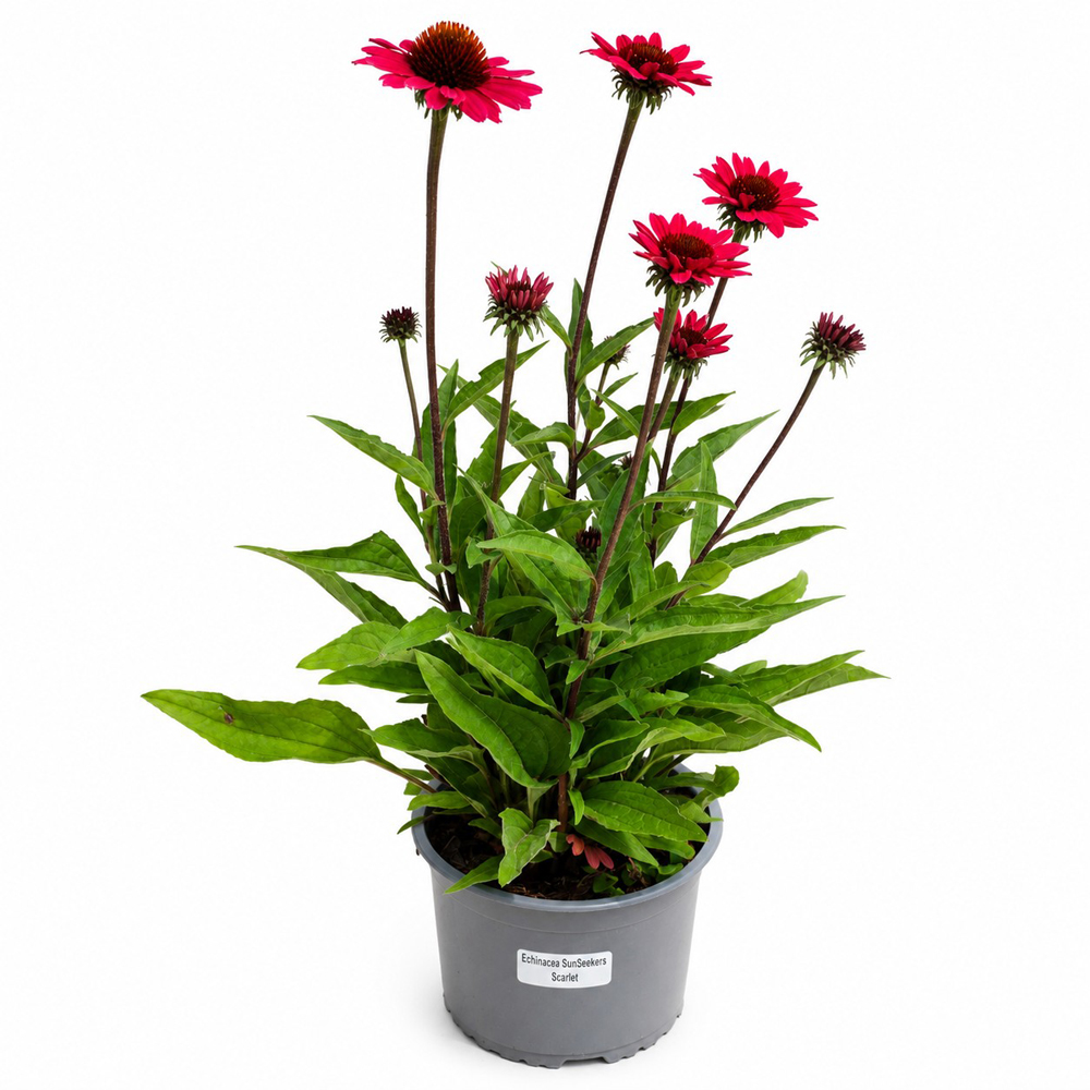 Echinacea (Echinacea Sunseekers Scarlet), H 45 cm