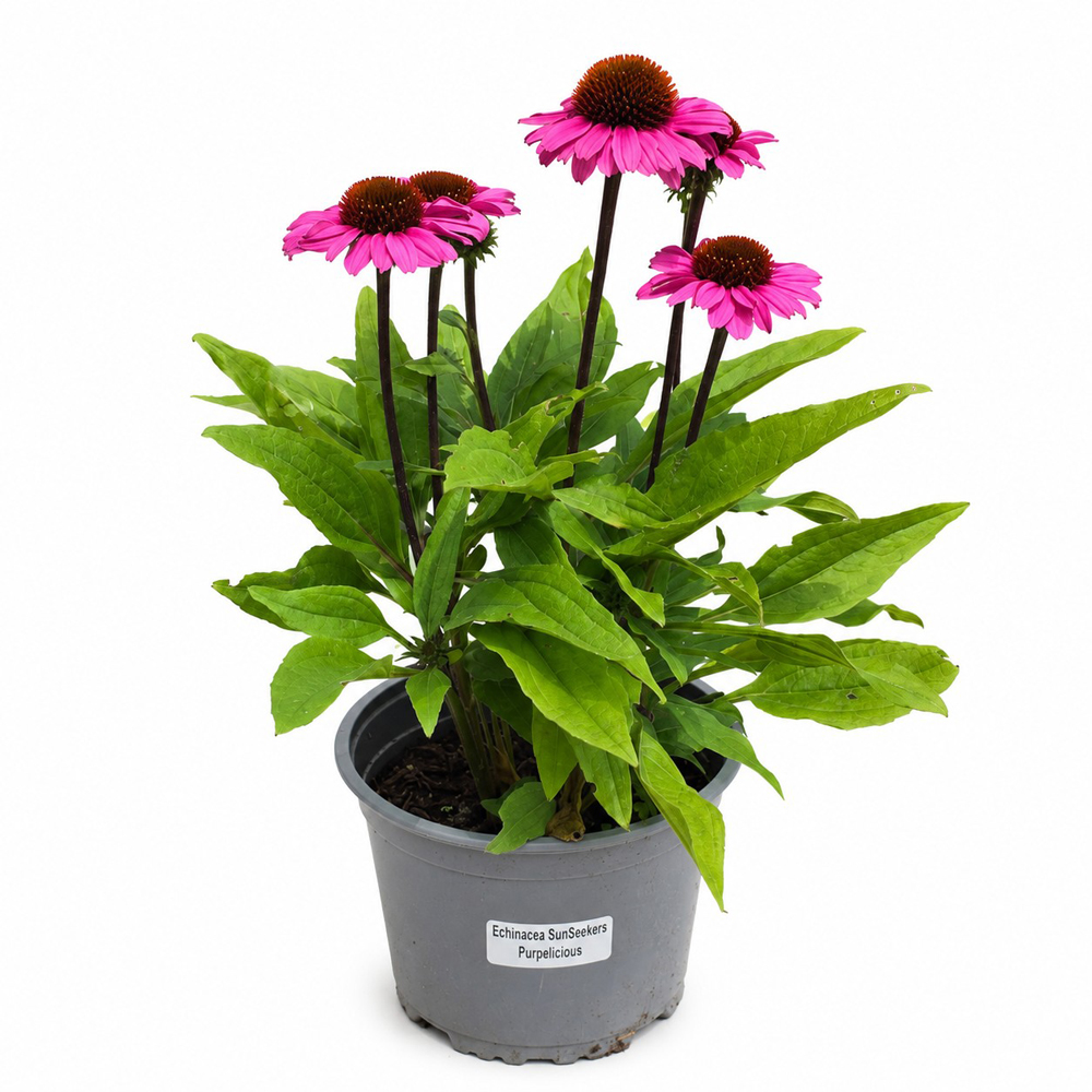 Echinacea (Echinacea Sunseekers Purplelicious), H 35 cm