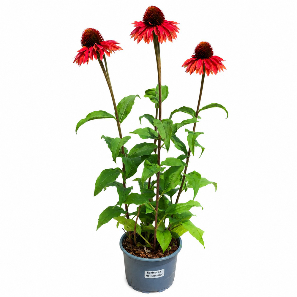 Echinacea (Echinacea Hot Summer), H 50 cm