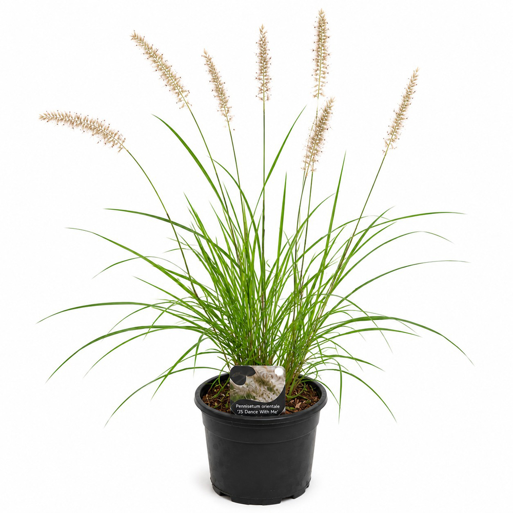 Iarba decorativa (Pennisetum JS Dance With Me), H 50 cm