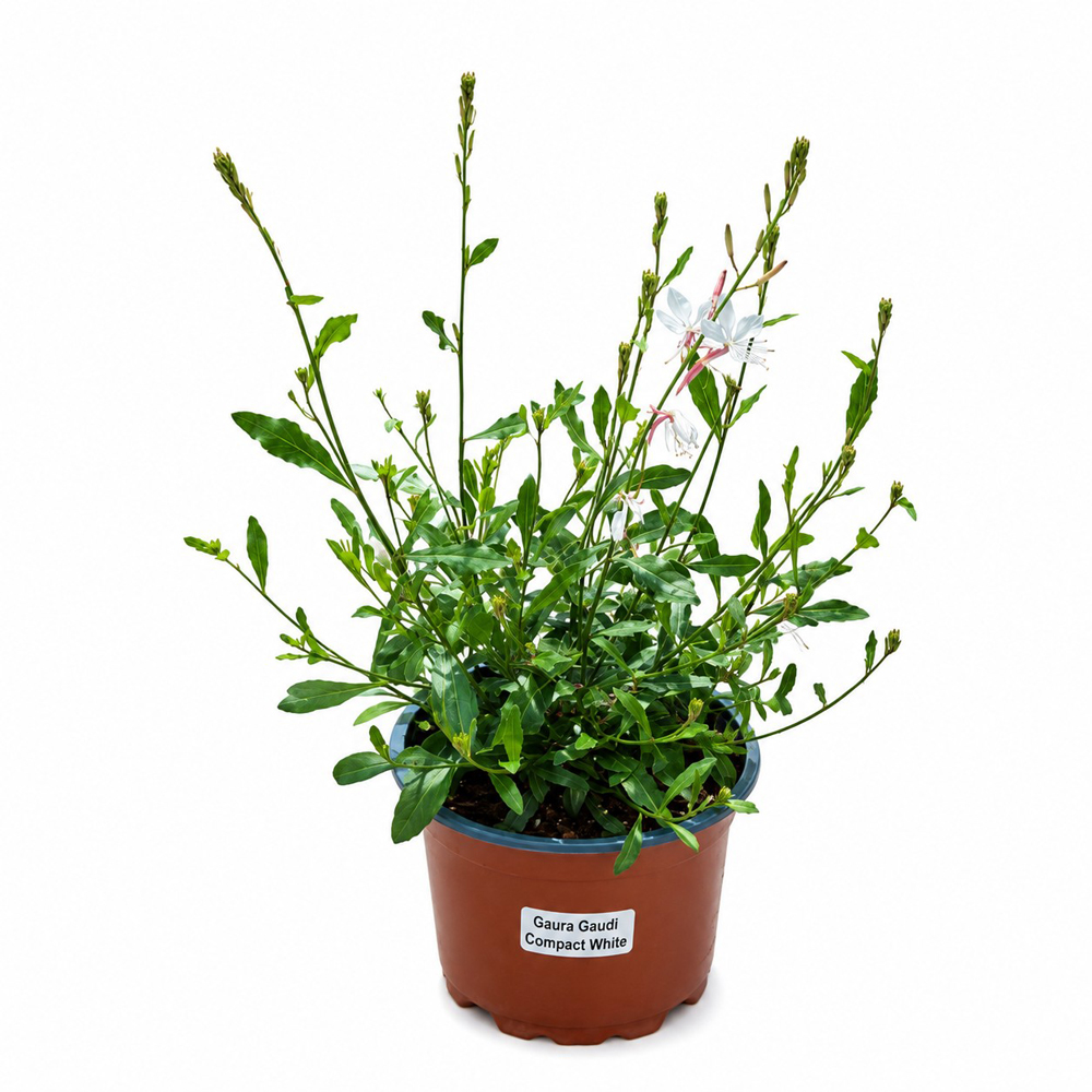 Gaura (Gaura Gaudi Compact Alba), H 40 cm
