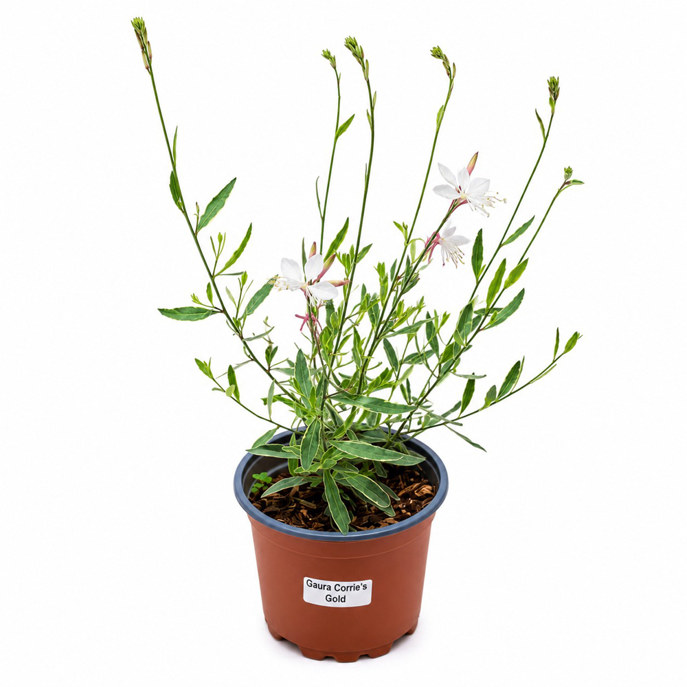 Gaura (Gaura Corrie's Gold), H 45 cm