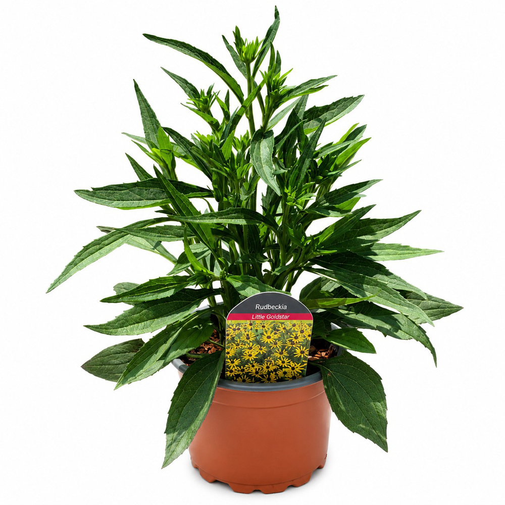 Rudbeckia (Rudbeckia Little Goldstar), H 45 cm
