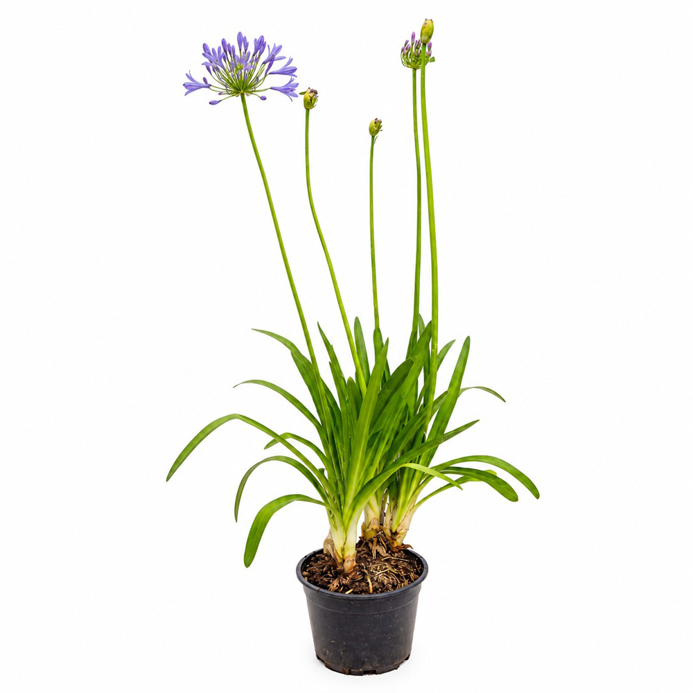 Crin african (Agapanthus Africanus Blue), H 100 cm