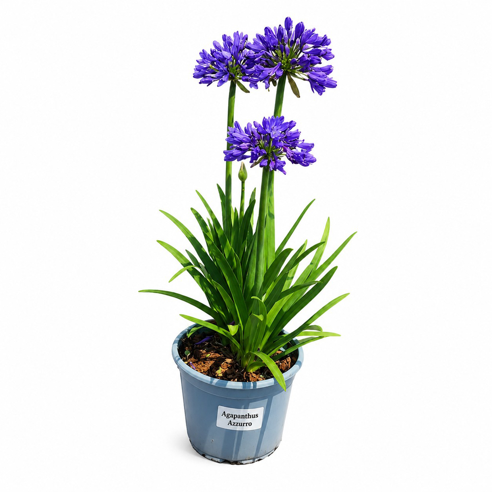 Crin african (Agapanthus Azzuro), H 40 cm