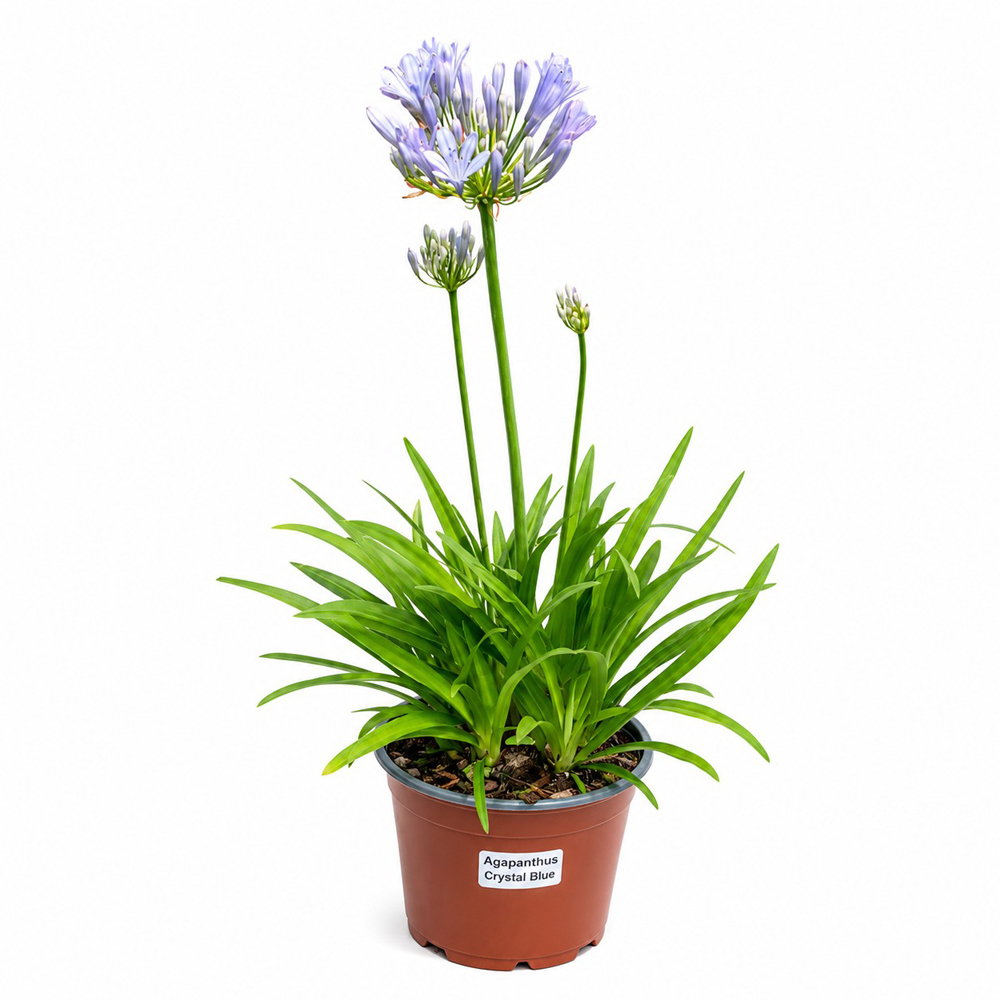 Crin african (Agapanthus Crystal Blue), H 50 cm