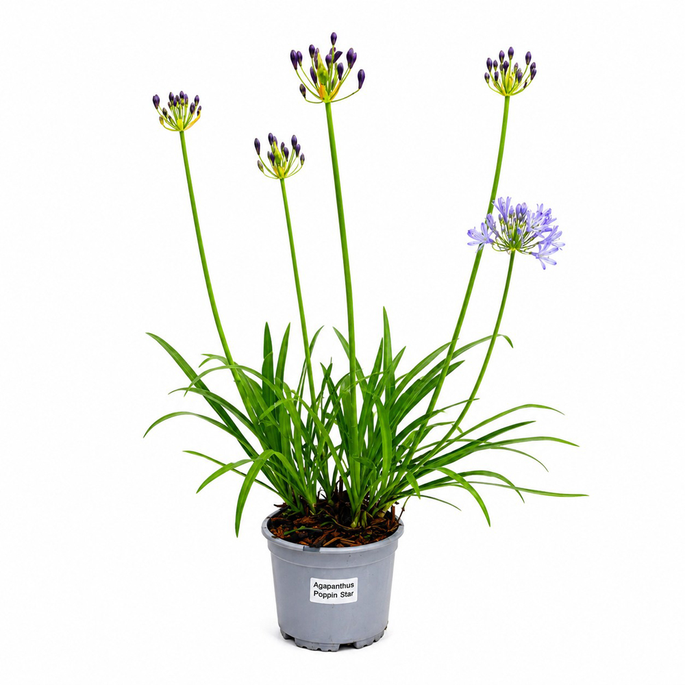 Crin african (Agapanthus Popin Star), H 60 cm