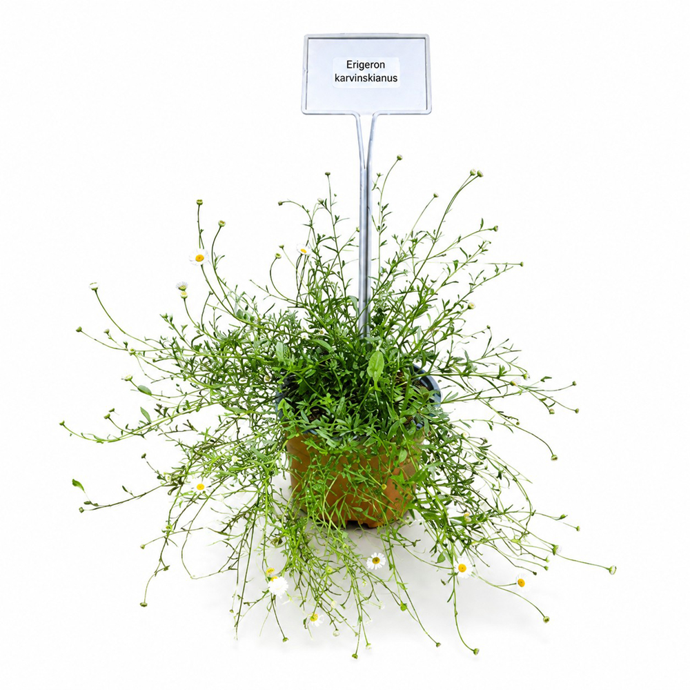 Margareta mexicana (Erigeron Karvinskianus), H 25 cm