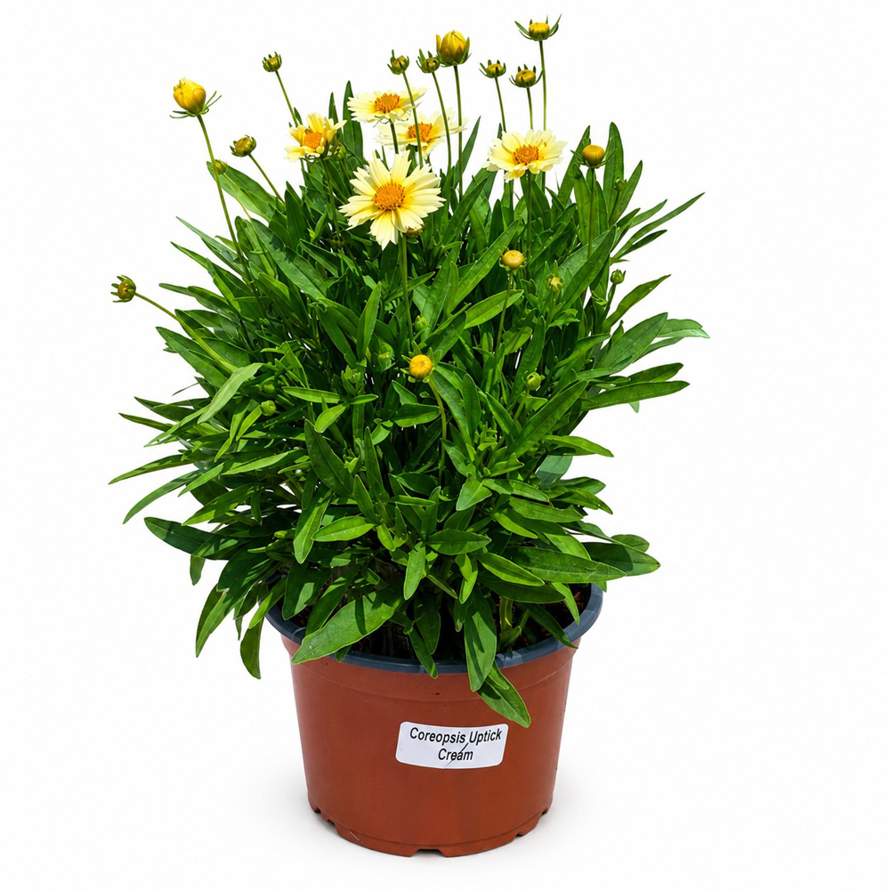 Coreopsis (Coreopsis Uptick Cream), H 35 cm
