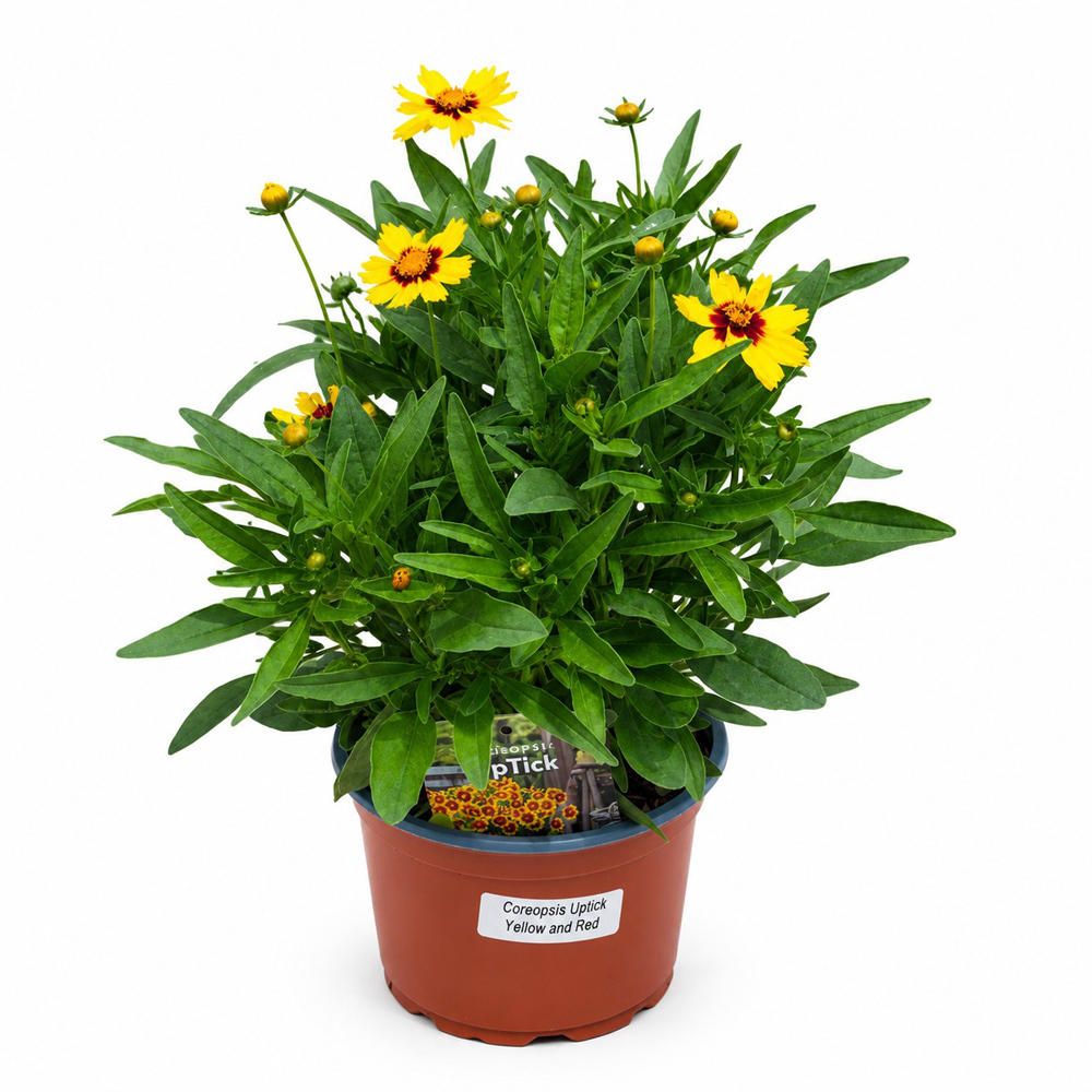 Coreopsis (Coreopsis Uptick Yellow and Red), H 35 cm