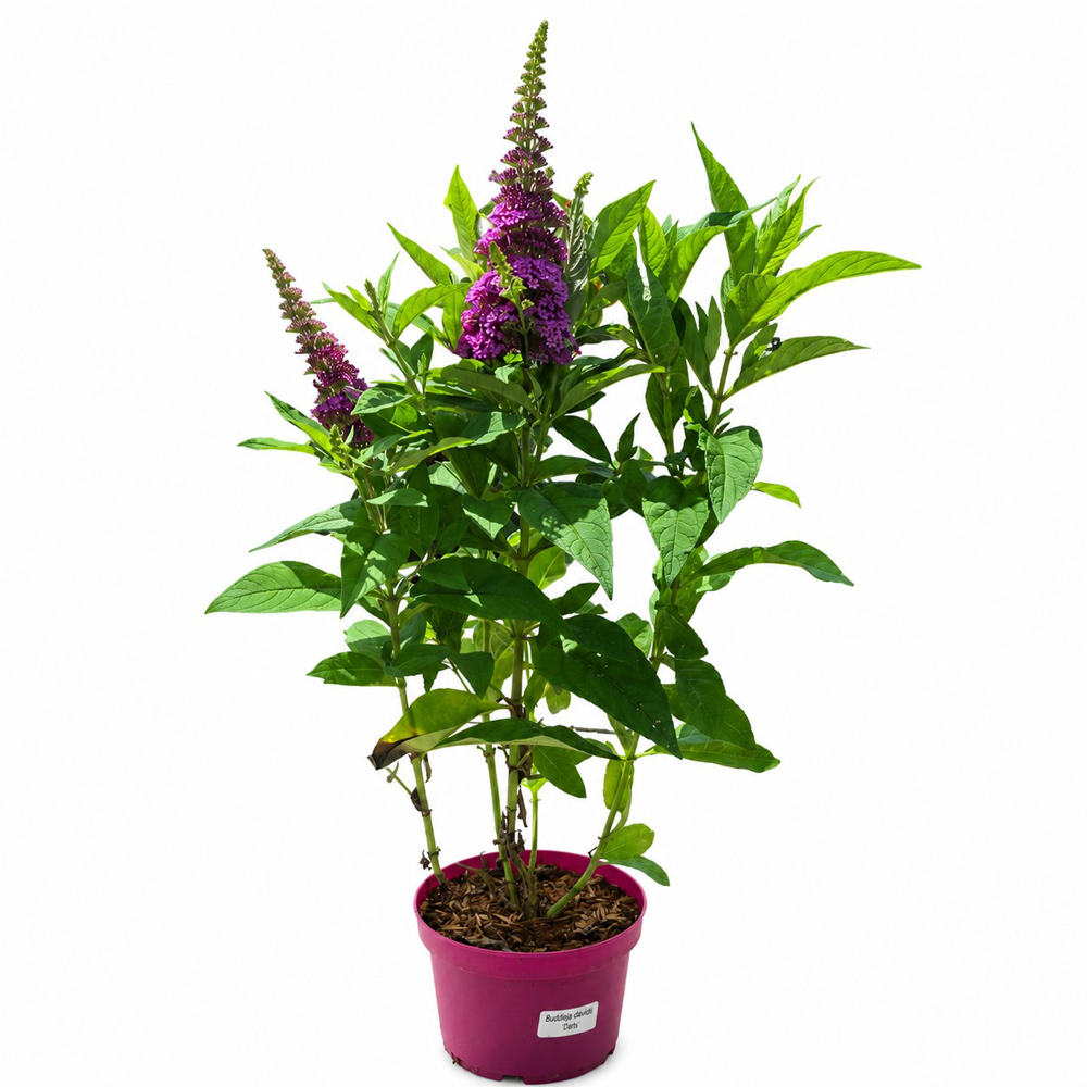 Liliac de vara (Buddleja Butterfly Candy Cerise), H 45 cm
