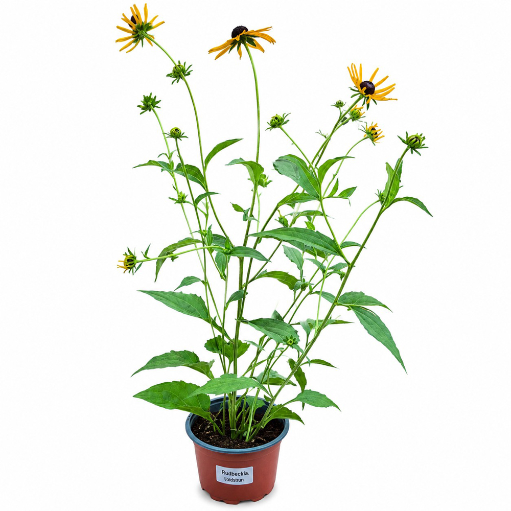 Rudbeckia Goldblitz, D19 cm, H55 cm