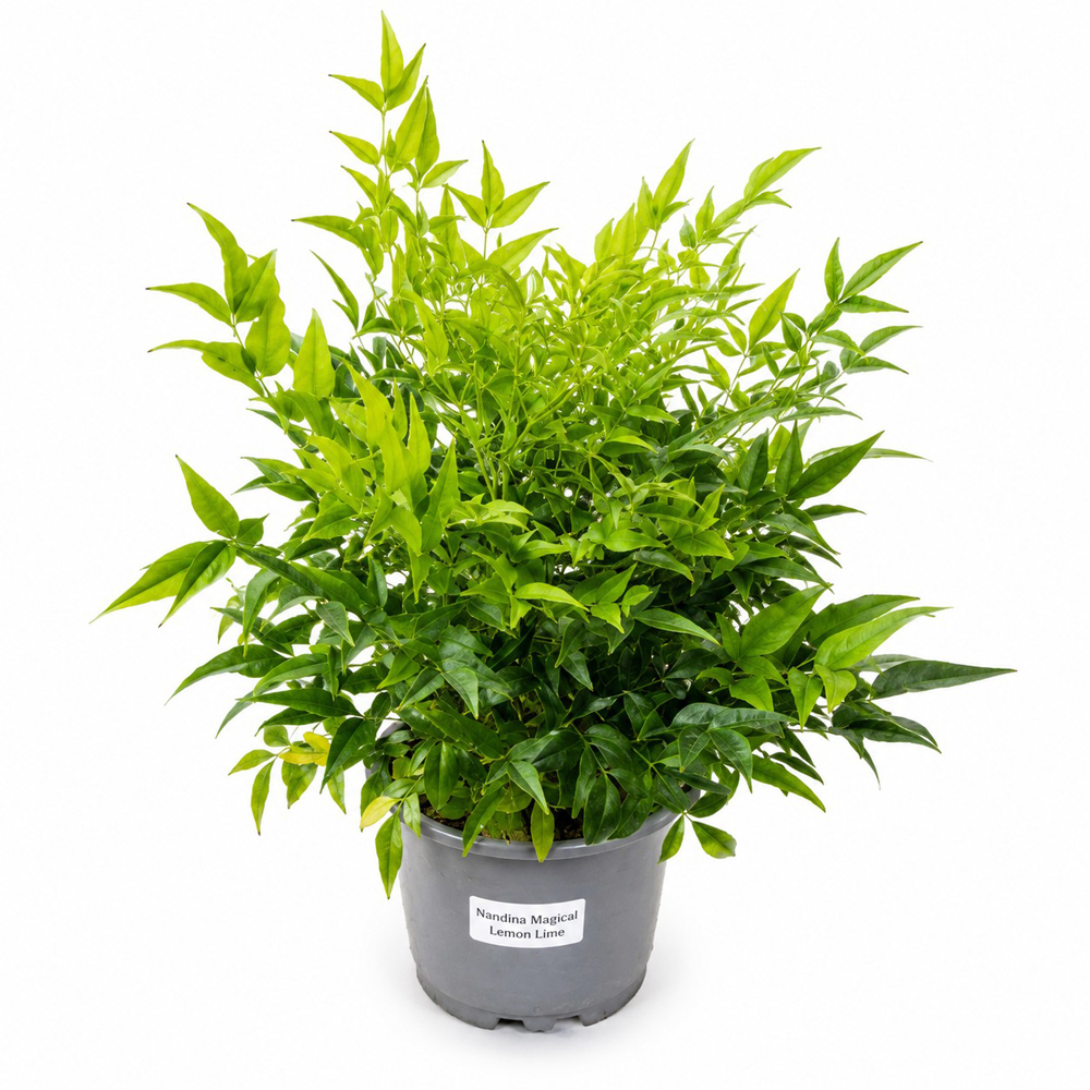Nandina Lemon Lime Magical, D19 cm, H40 cm