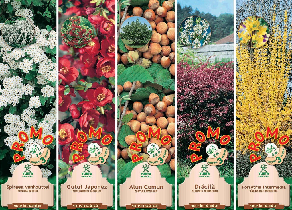 Arbusti ornamentali