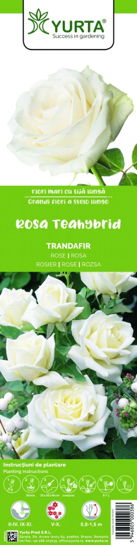 Butasi trandafiri, diferite soiuri