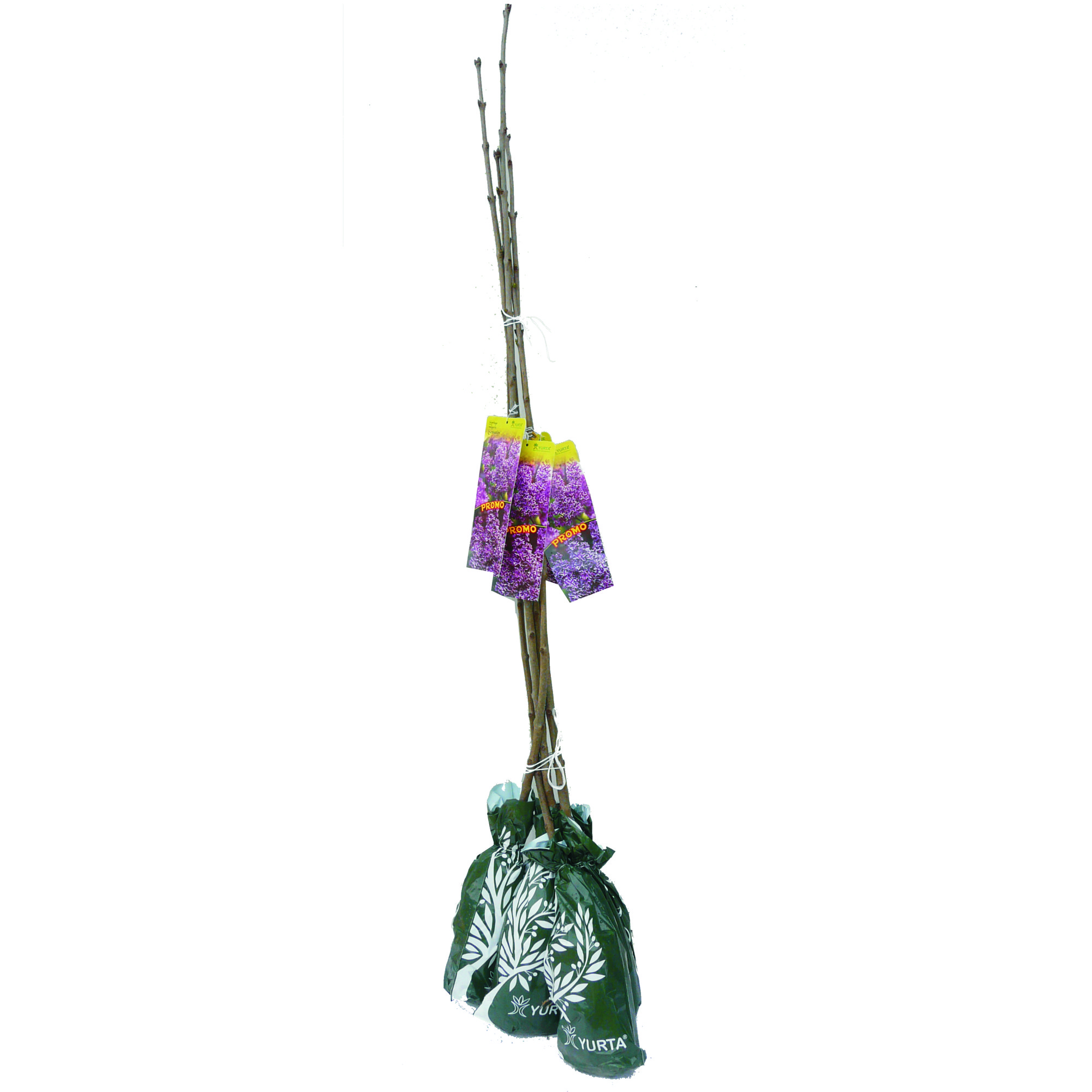Arbust Ornamental