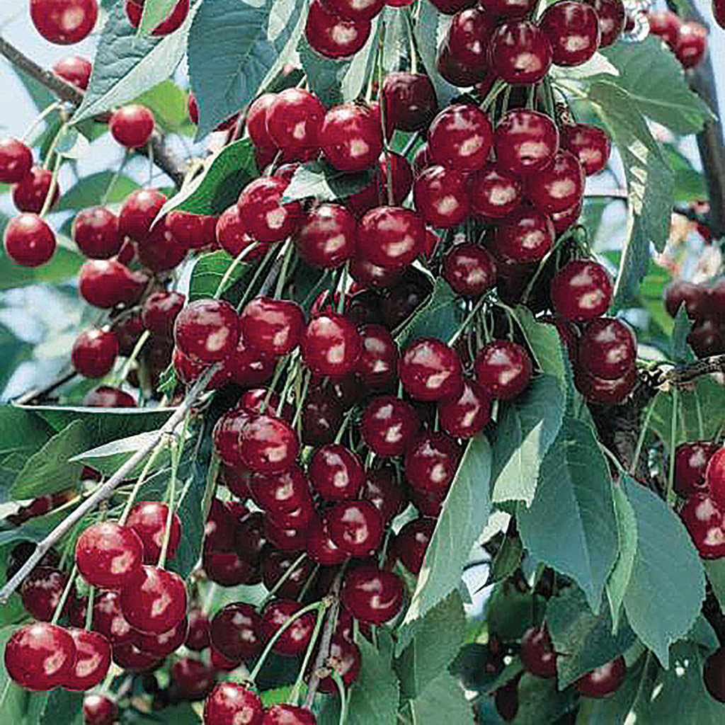 Pom fructifer, cires
