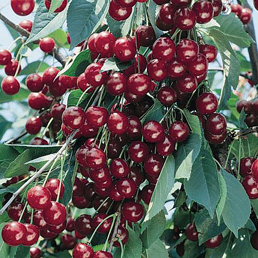 Pom fructifier, visin