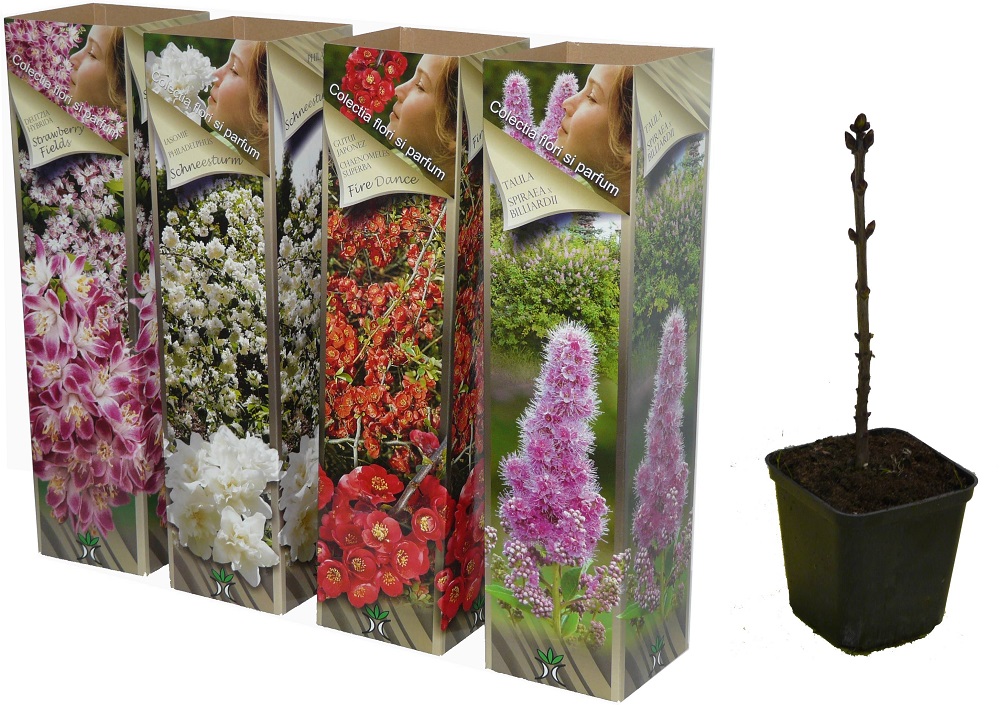 Arbusti ornamentali