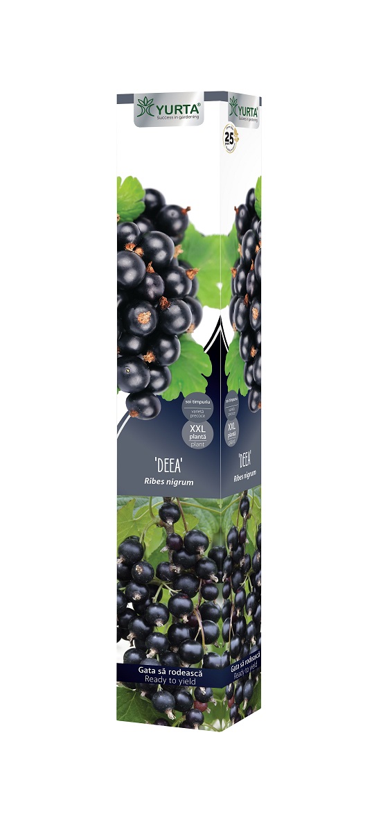 Arbust fructifier, butas coacaz, coaja neagra
