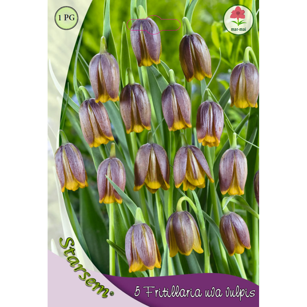Bulbi fritillaria Uva-Vulpis STARSEM, 5 bucati