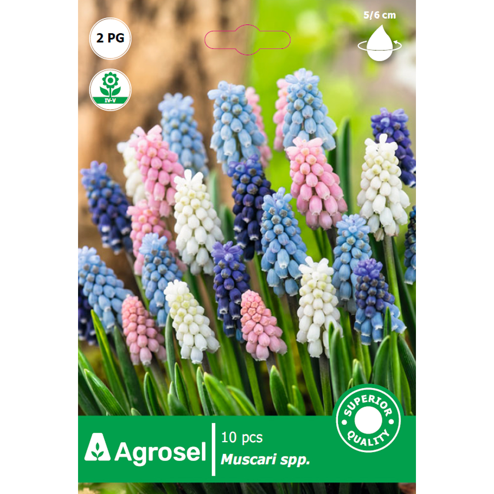 Bulbi muscari Multicolor Mix AGROSEL, 10 bucati