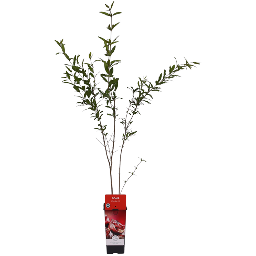 Rodie (Punica granatum), H 110 cm