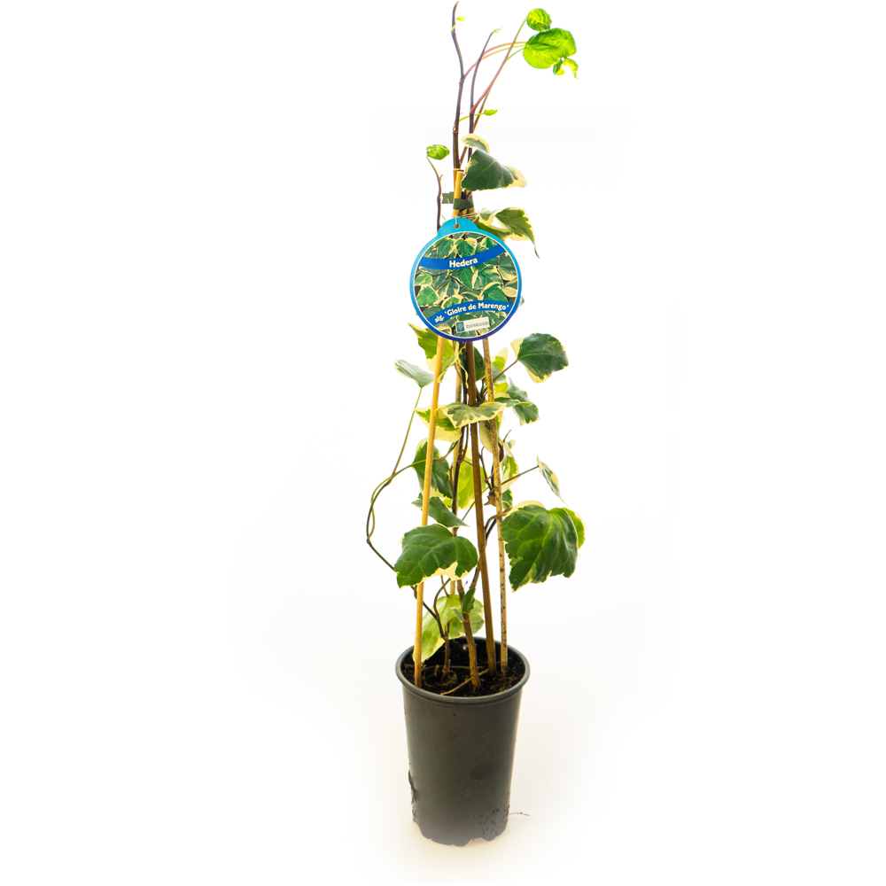 Iedera irlandeza (Hedera hibernica), H 70 cm