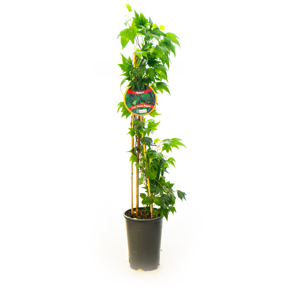 Iedera irlandeza (Hedera hibernica), H 70 cm