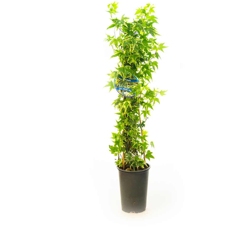 Iedera irlandeza (Hedera hibernica), H 70 cm