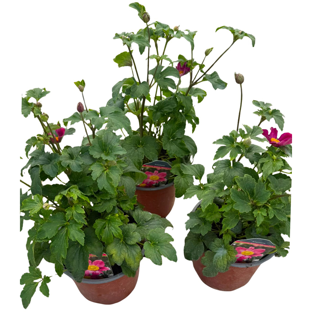 Anemone Hupehensis, D17cm, H80cm