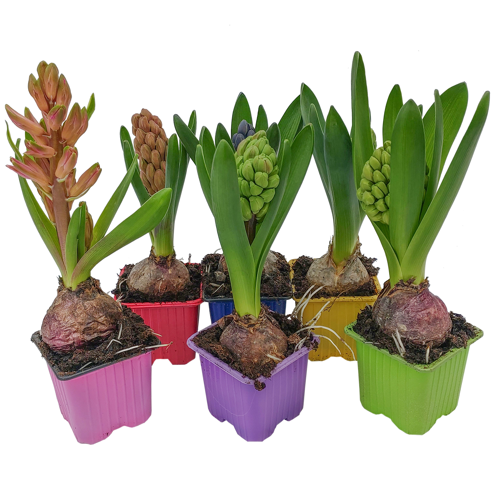 Hyacinthus 