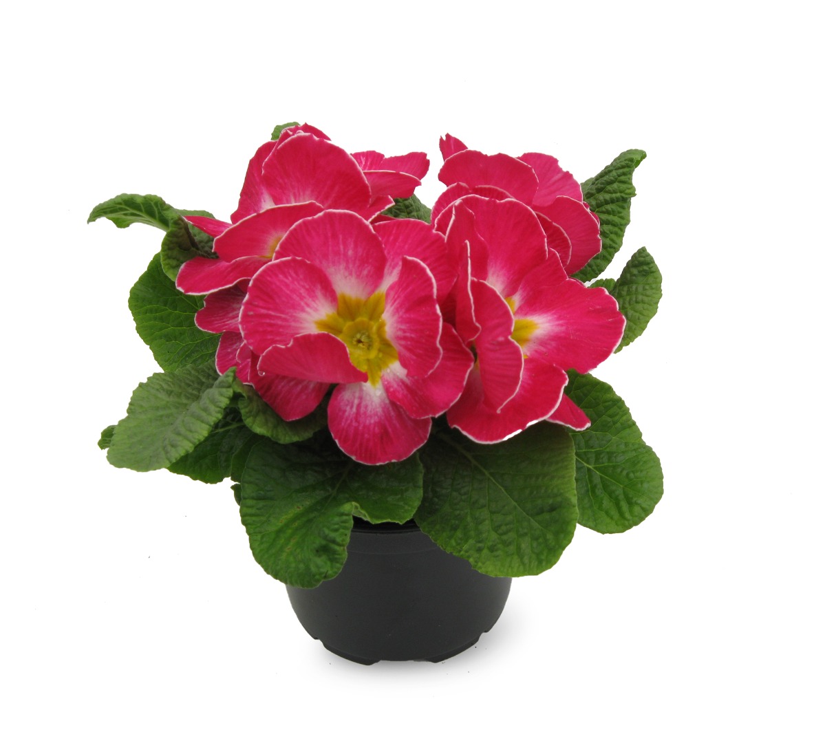 Primula, 9 cm, in ghiveci