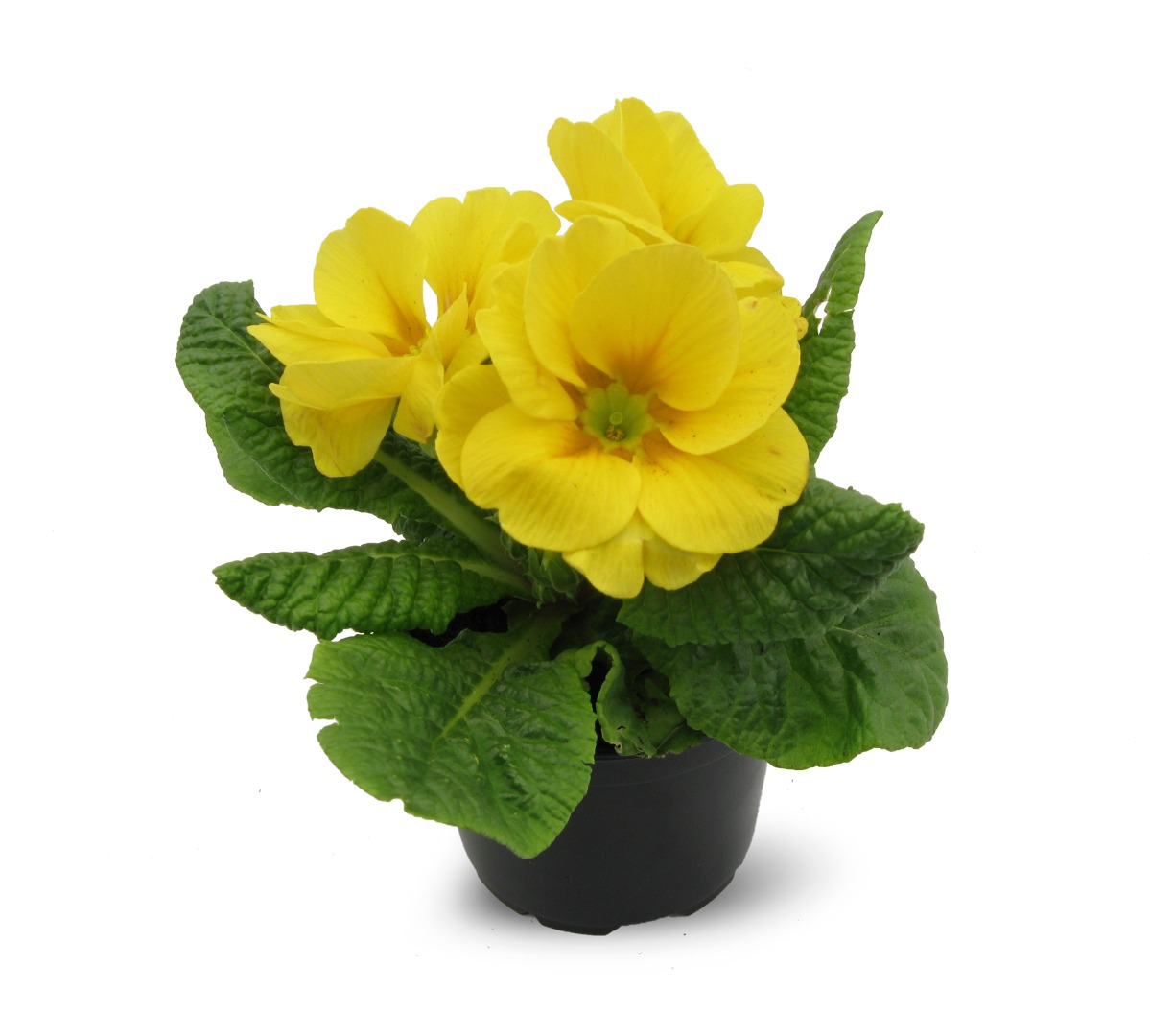 Primula, 9 cm, in ghiveci